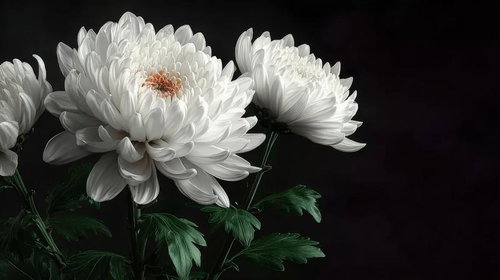 白い菊を使ったお供えの仏花｜葬儀・告別式の祭壇装飾用供花