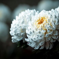 白い菊の仏花（供花）- 葬式や通夜の祭壇用お供え花のAI画像