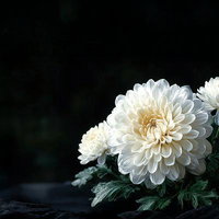 黒背景に咲く白い菊の供花、葬儀や弔意の表現に最適な生花のAI画像