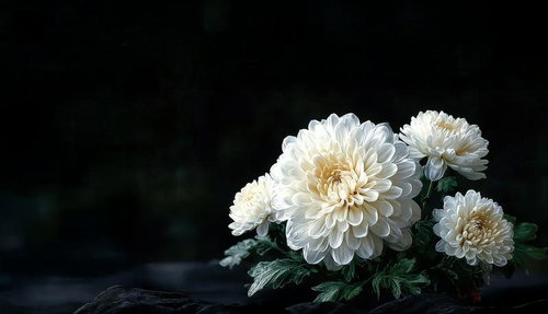 黒背景に咲く白い菊の供花、葬儀や弔意の表現に最適な生花