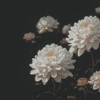 やすらぎを願う白い菊の供花、葬儀や通夜の弔意表現に用いられる弔花の写真