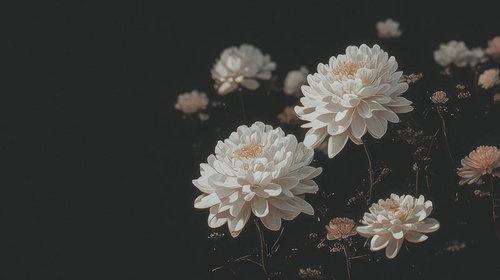 やすらぎを願う白い菊の供花、葬儀や通夜の弔意表現に用いられる弔花