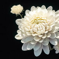 仏壇に供える白い菊の花のAI画像