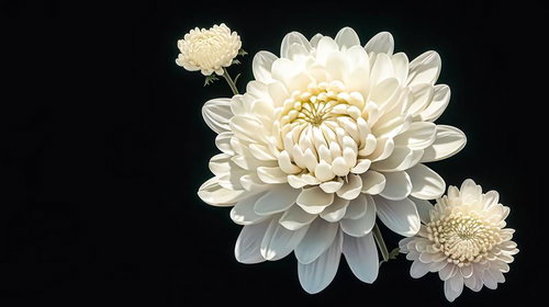 仏壇に供える白い菊の花