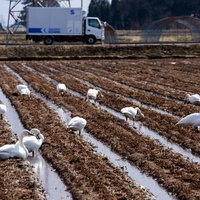 田んぼで休む白鳥たち　水田に降りた野鳥の群れの写真