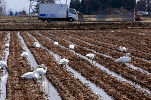 田んぼで休む白鳥たち　水田に降りた野鳥の群れ
