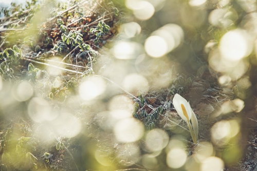 湿地に咲くキラキラ水芭蕉