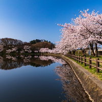公園の池に映り込む満開の桜と青空の写真