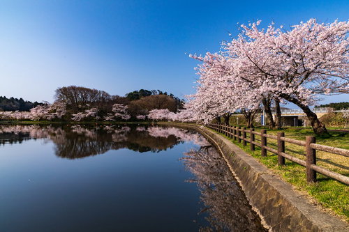 公園の池に映り込む満開の桜と青空