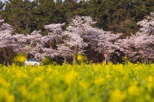 桜並木と菜の花畑でのドライブコース