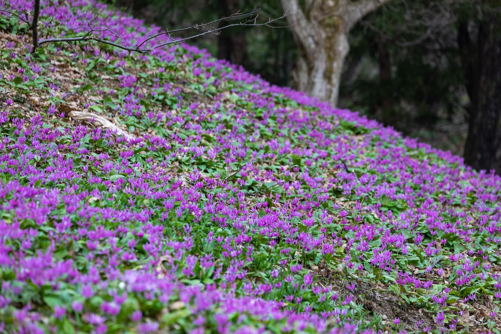 斜面一面に咲く薄紫色のカタクリの花の群生