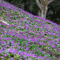 一面に群生するカタクリの花の写真