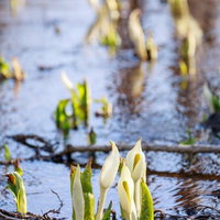 雪解けの湿地に群生する水芭蕉の白い花と新芽の写真
