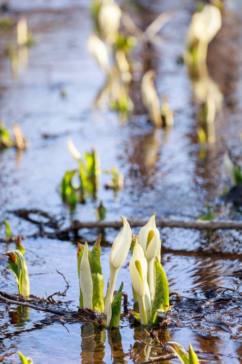 雪解けの湿地に群生する水芭蕉の白い花と新芽
