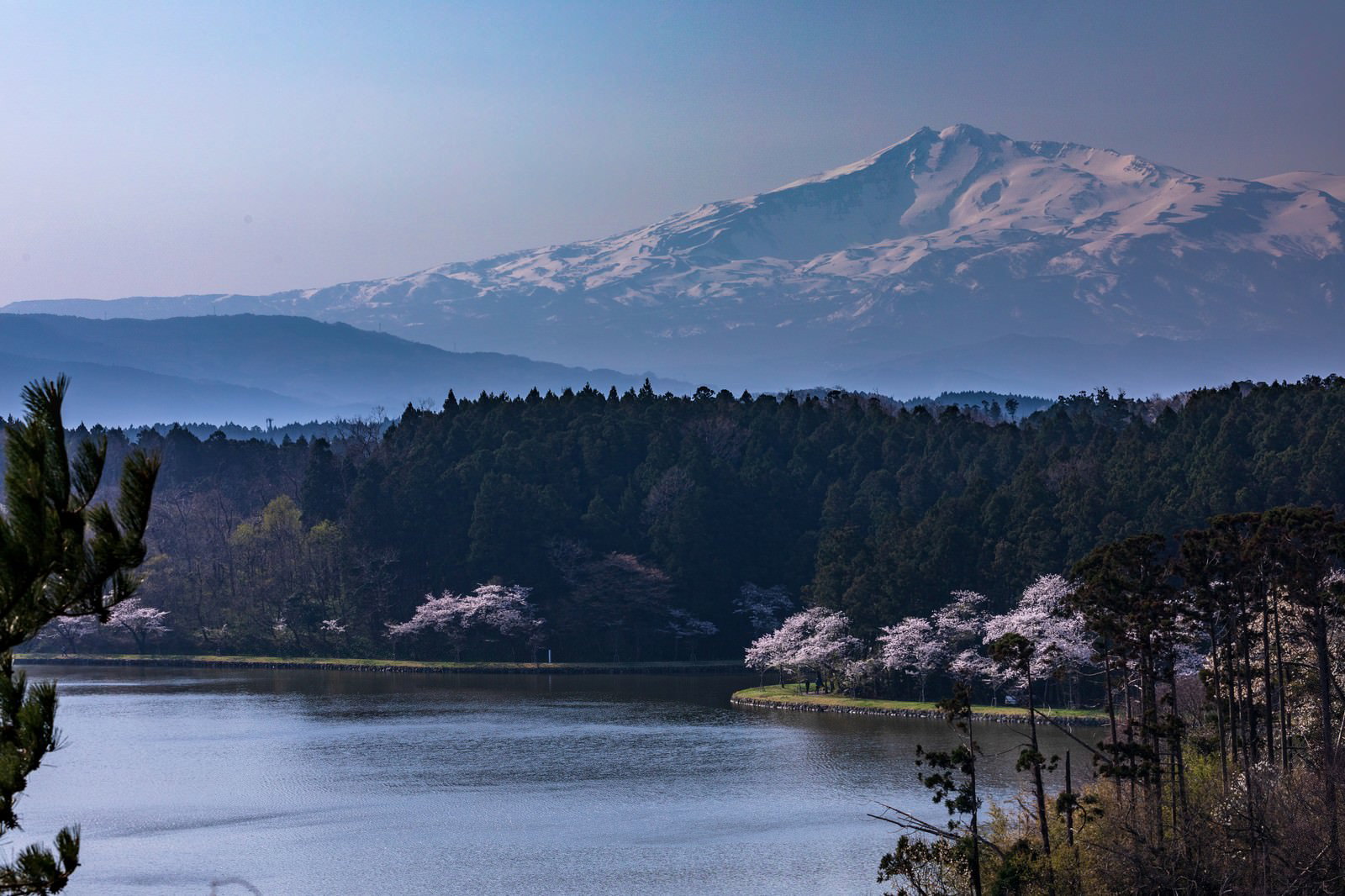 雪を頂いた鳥海山を背景に湖畔の桜が咲く春の風景