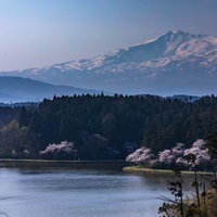 雪を頂いた鳥海山と湖畔の桜の写真
