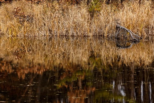 枯れた草木が映り込む沼の水面と倒木の冬風景