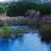 山の中のダム湖を泳ぐ錦鯉の写真