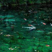岐阜県関市のモネの池に泳ぐ色とりどりの鯉の写真
