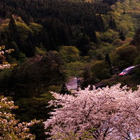 満開の桜と谷間を走る赤いこまち号新幹線の春景色の写真