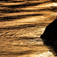 夕焼け空を飛ぶ渡り鳥の群れの写真