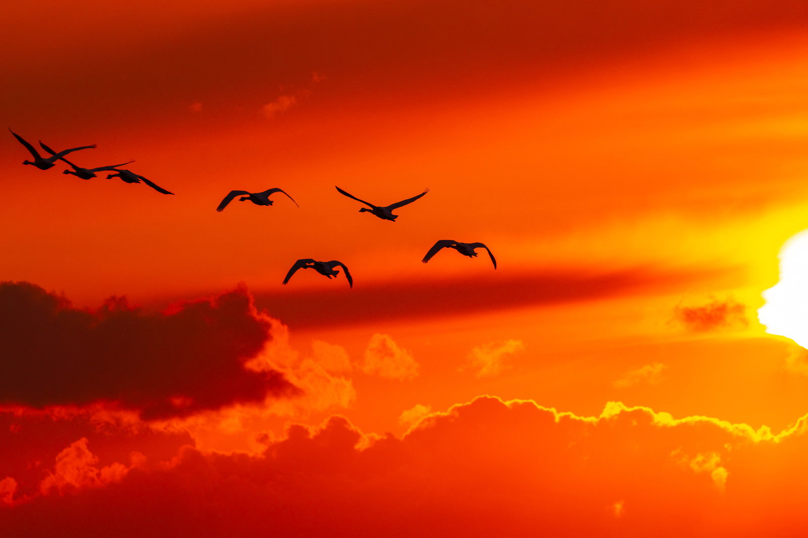 オレンジと黄色に染まった夕焼け空を背景に、複数の白鳥が編隊を組んで飛行するシルエット
