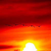 夕日に向かい飛ぶ白鳥のシルエットの写真