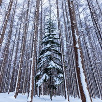 積雪の森の中に一本立つ雪化粧のクリスマスツリーの写真