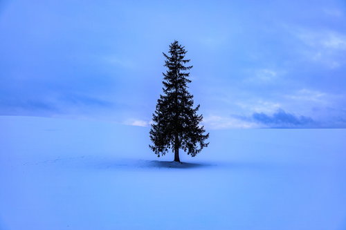 雪原に立つ孤独な一本の針葉樹の冬景色