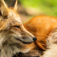 茶色と白色の毛並みをしたキツネの横顔の写真