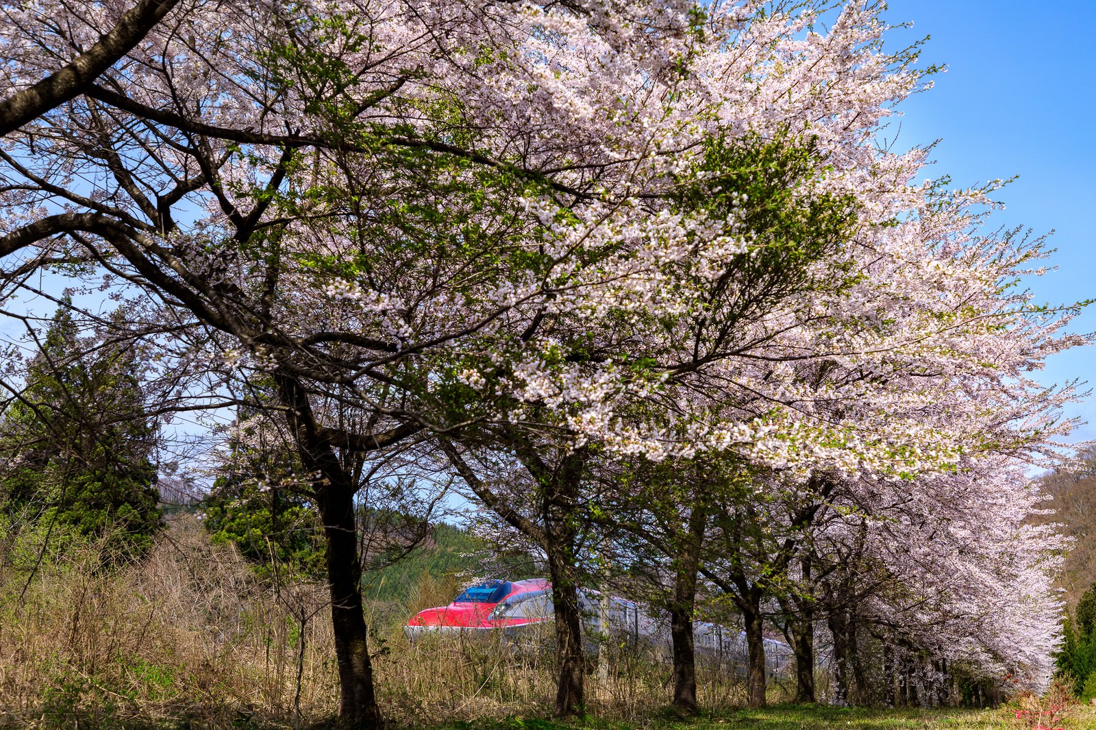 満開の桜並木の向こうを通過する赤い秋田新幹線こまちE6系