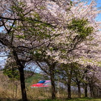 桜並木から見える秋田新幹線こまちE6系の春景色の写真