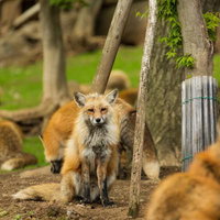 木の周りにお座りする複数のキツネたちの群れの写真