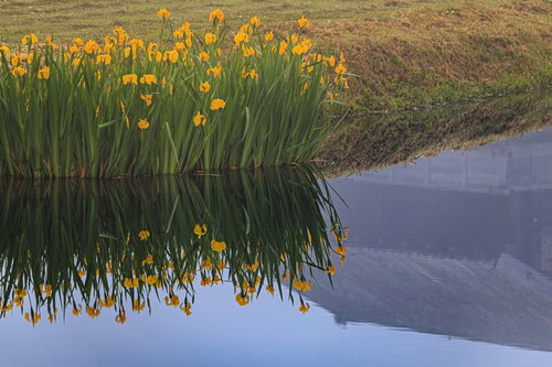水鏡に映るスイセンの春の風景