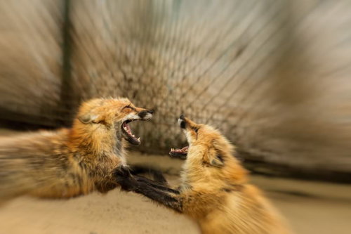 俺のプリン食ったのお前か！？