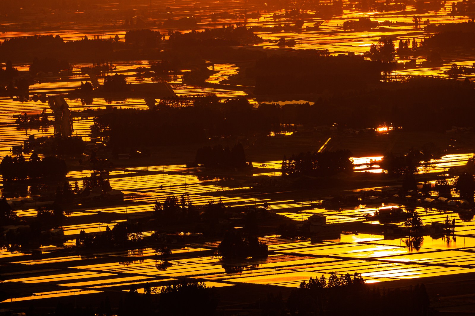 夕焼けに照らされて黄金色に輝く田園風景