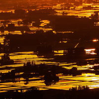 夕焼けに染まる田園のシルエット、夕日が照らす稲穂の風景の写真