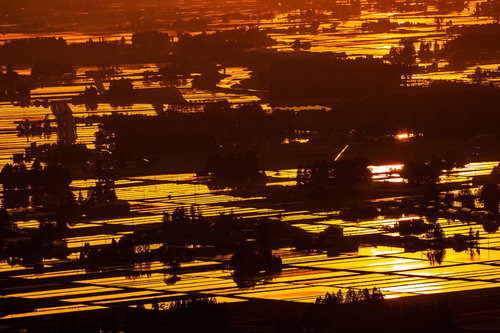 夕焼けに染まる田園のシルエット、夕日が照らす稲穂の風景