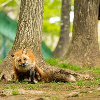 横たわるキツネと側で寄り添うキツネ、野生動物の親子の写真