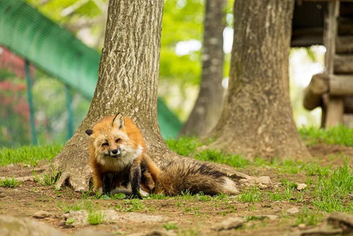 横たわるキツネと側で寄り添うキツネ、野生動物の親子