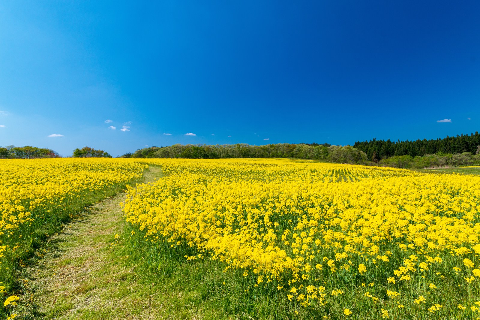春の菜の花畑を抜ける小道