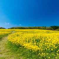 春の菜の花畑を抜ける小道の写真