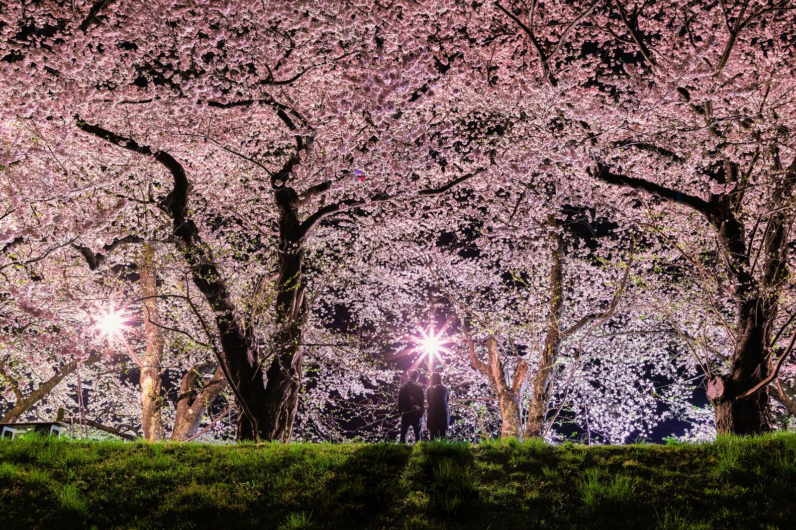 ライトアップされた満開の桜並木の下でお花見を楽しむカップル