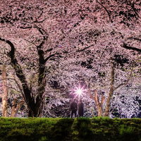 ライトアップされた満開の桜を見に来たお花見カップルの写真