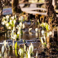 湿地に自生する水芭蕉の白い花と新緑の風景の写真