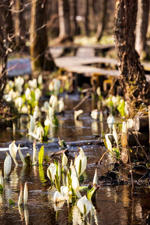 湿地に自生する水芭蕉の白い花と新緑の風景