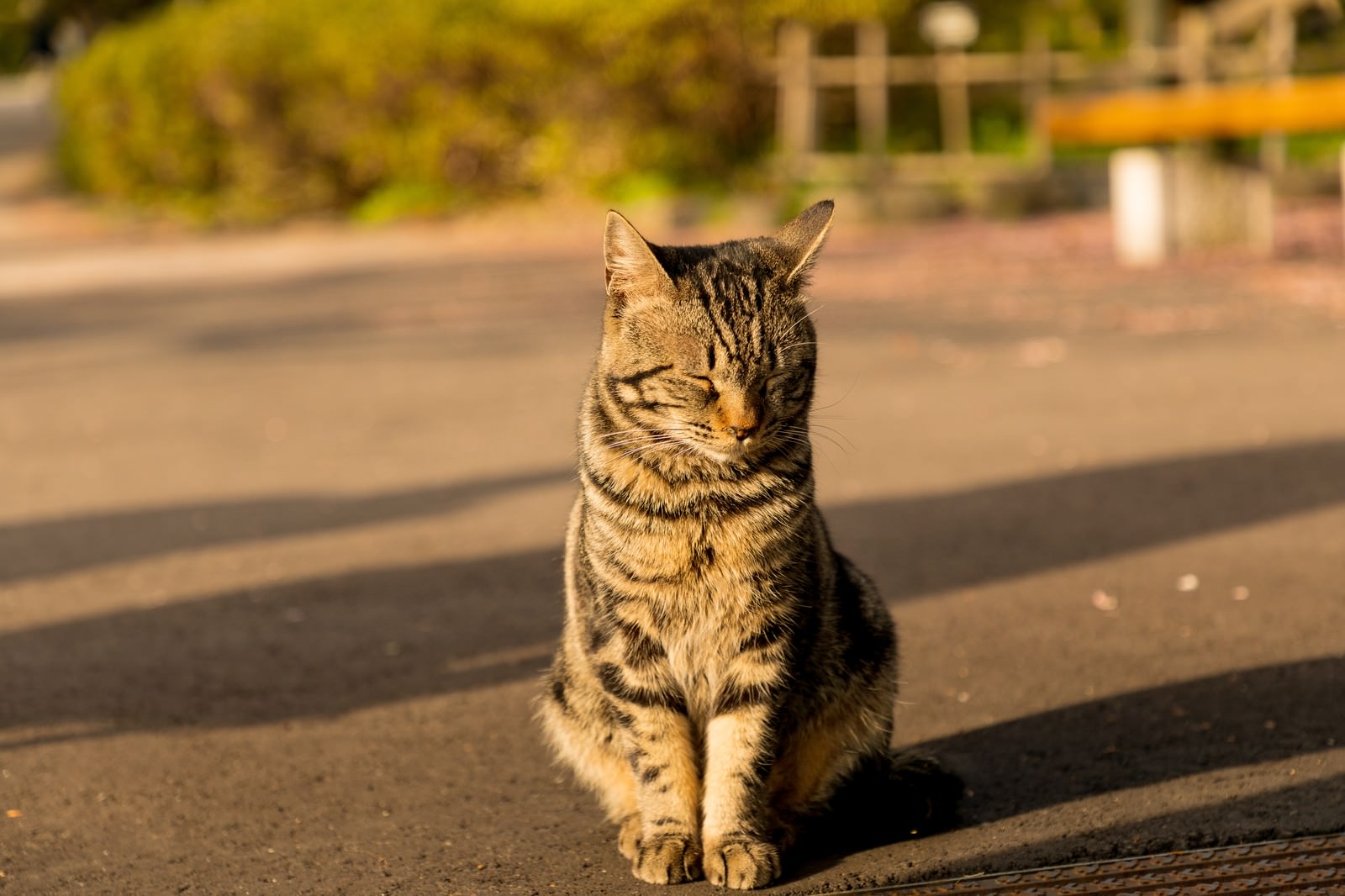 夕方の道路でおすわりしている茶トラ猫