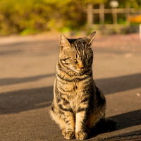 夕方の道路でおすわりする茶トラネコと伸びる影の写真