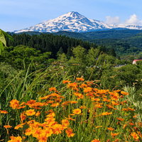 野に咲くオレンジ色の花越しに見る鳥海山と秋の草花の写真