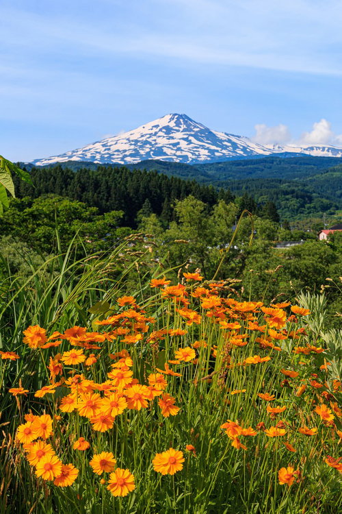 野に咲くオレンジ色の花越しに見る鳥海山と秋の草花